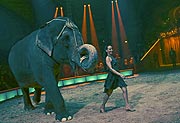 Die Elefanten-Lady Bara mit Jana Mandana  Lacey krone bei der Premiere am 25.12.2019 (©Foto: Martin Schmitz)